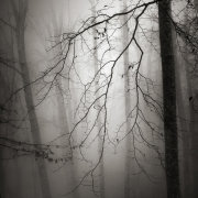 Light in the forest #7
