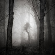 Deep in the forest