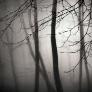 Light in the forest #2