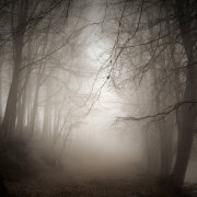 Light in the forest #4