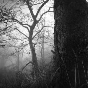 Deep in the forest #11