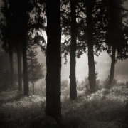 Light in the forest #14