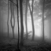 Deep in the forest #10