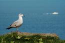 Sentry Seagull
