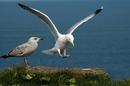 Seagull Landing
