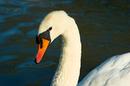 Swan in the Morning