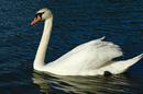 Graceful Swan