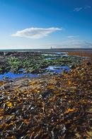 Blue skies over the seashore