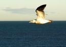 Seagull in Flight