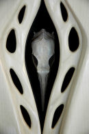 Bird Cabinet [detail]