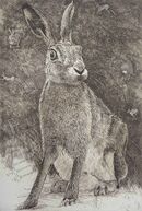 Fourier's Hare