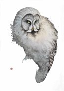 Great Grey Owl