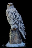 Gyr Falcon