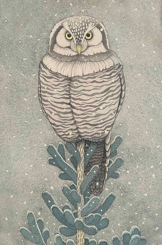 Northern Hawk Owl [Detail]