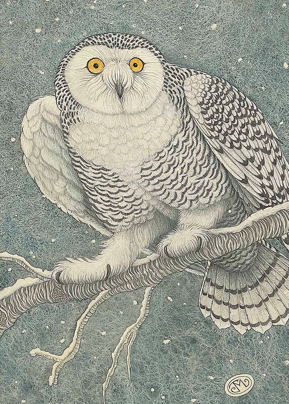 Snowy Owl [Detail]