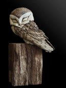 Barn Owl