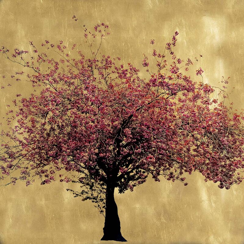 Prunus Serrulata VIII