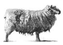 Sheep 1