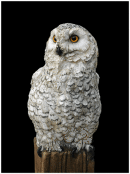 Snowy Owl