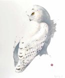 Snowy Owl