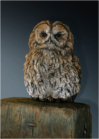 Tawny Owl