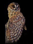 Tawny Owl