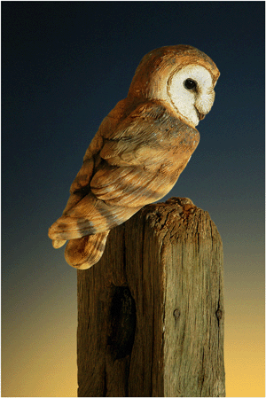 Barn Owl