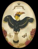 Great Hornbill