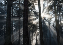 New Forest Sunburst