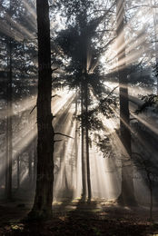Sunburst in the trees