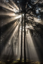 High Sunburst