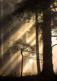Sunrays on tree