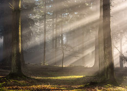 Sun Rays in New Forest