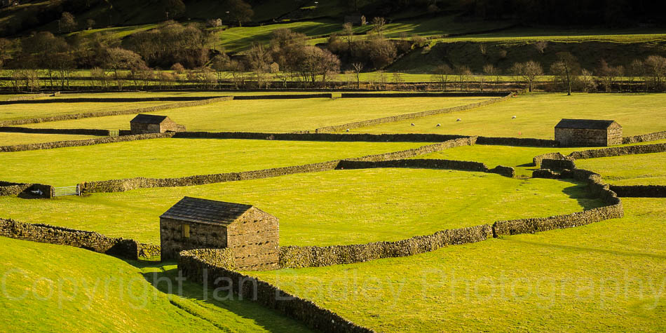 Stone walls and barns on verdent green Swaledale fields, Yorkshire, England