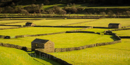 Stone walls and barns on verdent green Swaledale fields, Yorkshire, England