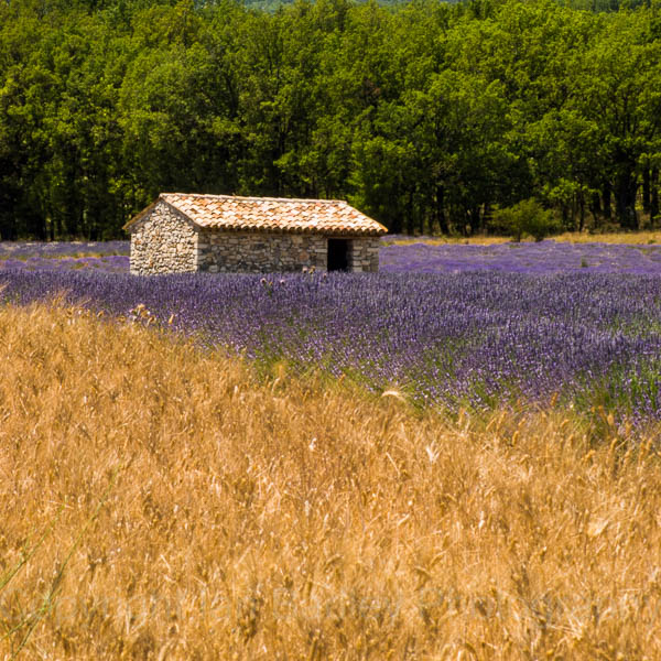 A 'Cabane' in a field of lavender with a filed of corn in Provence, France