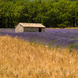 A 'Cabane' in a field of lavender with a filed of corn in Provence, France