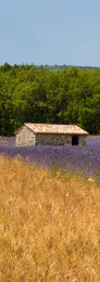 A 'Cabane' in a field of lavender with a filed of corn in Provence, France
