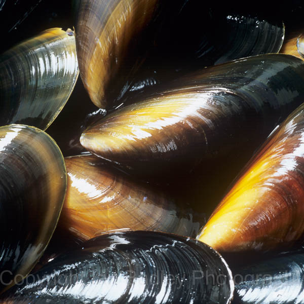025 Mussells