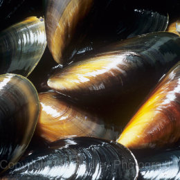 025 Mussells