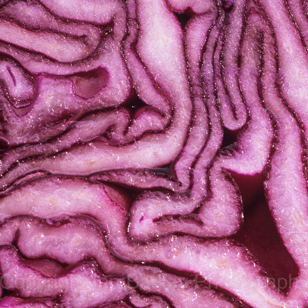 Red Cabbage