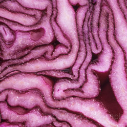 Red Cabbage