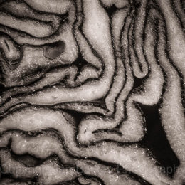 Red Cabbage