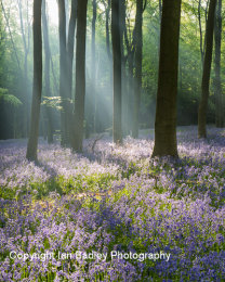 Sunlight shafts through trees in a blubell wood near Winchester, Hampshire, England