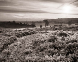 Frosty dawn in the New Forest National Park, Hampshire, England