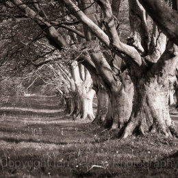 Beech Avenue of trees, Dorset, England