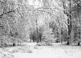 1184 - Winter snow covered trees in the New Forest National Park, Hampshire, England