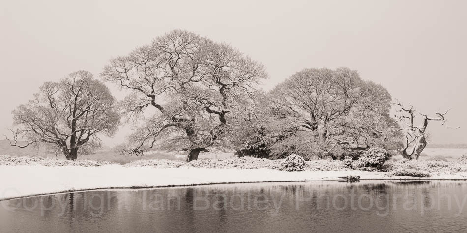 Oak tree shapes in winter with snow and pond in the New Forest National Park, Hampshire, England