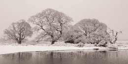 Oak tree shapes in winter with snow and pond in the New Forest National Park, Hampshire, England