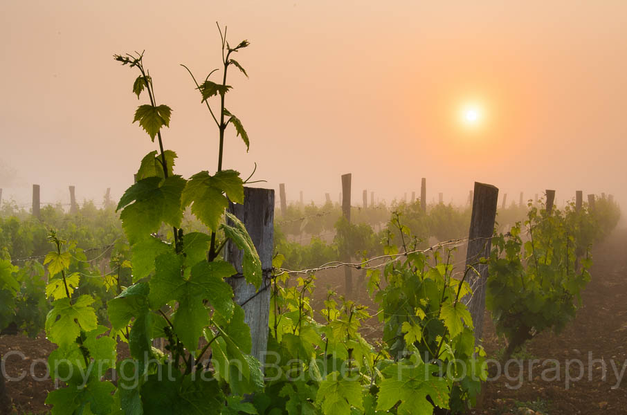 Vines at sunrise, Charente, France
